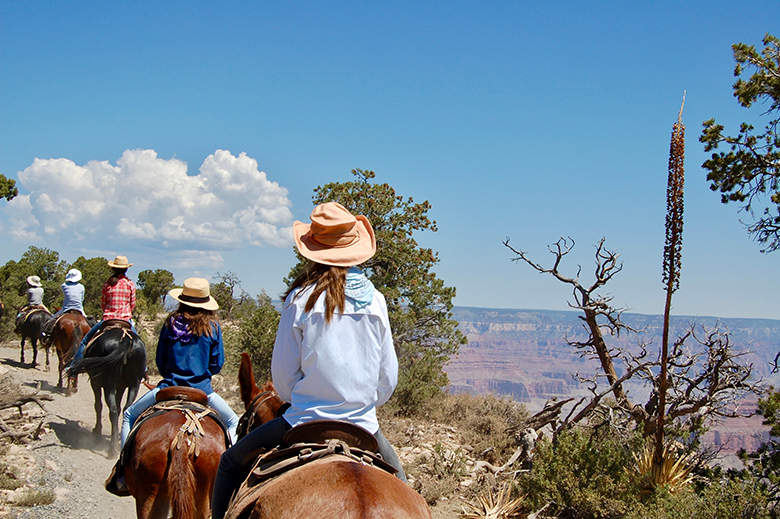 Mule rides at Grand Canyon South Rim