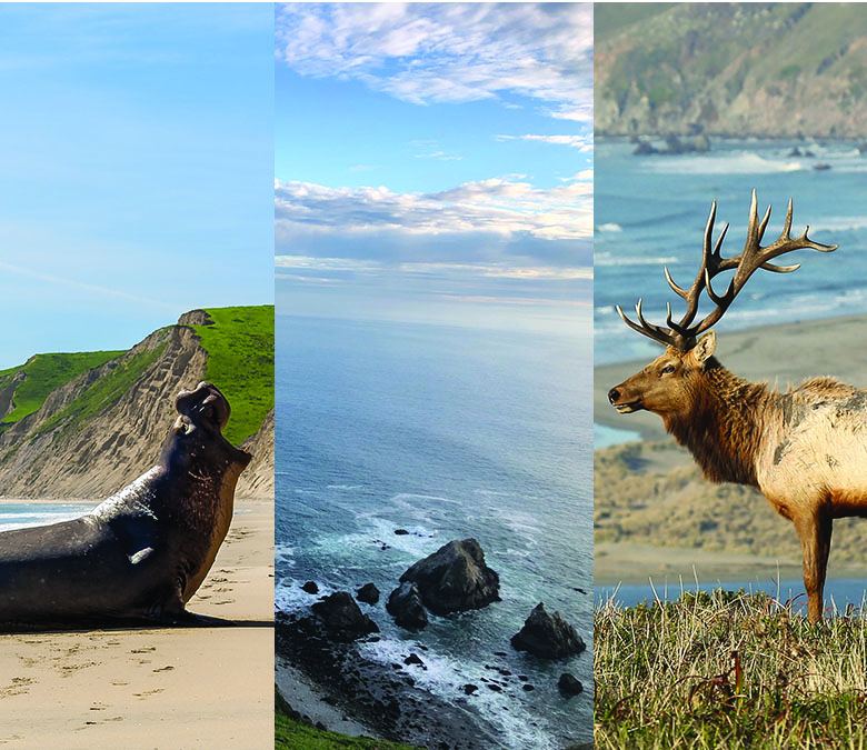 Highway 1 with Kids: Point Reyes National Seashore
